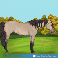 Horse Color:Bay Dun