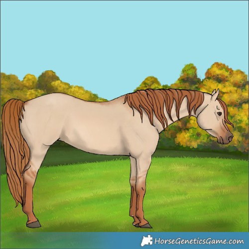 Horse Color:Red Dun 