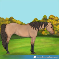 Horse Color:Bay Dun