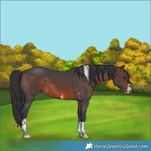 Horse Color:Brown Sabino Tobiano