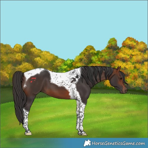 Horse Color:Bay Tobiano 
