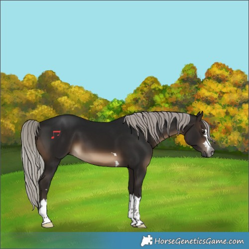 Horse Color:Gray Silver Brown
