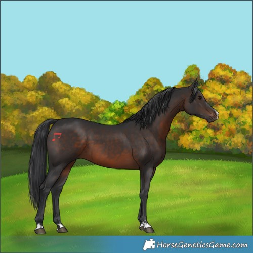 Horse Color:Brown 
