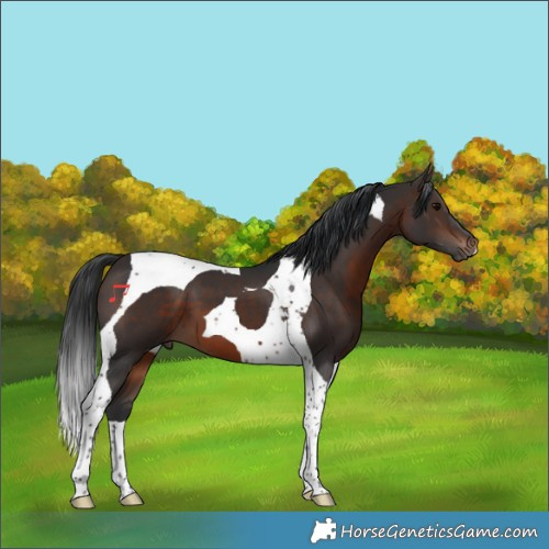 Horse Color:Brown Tobiano 