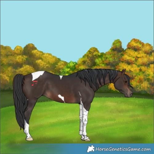Horse Color:Bay Tobiano 