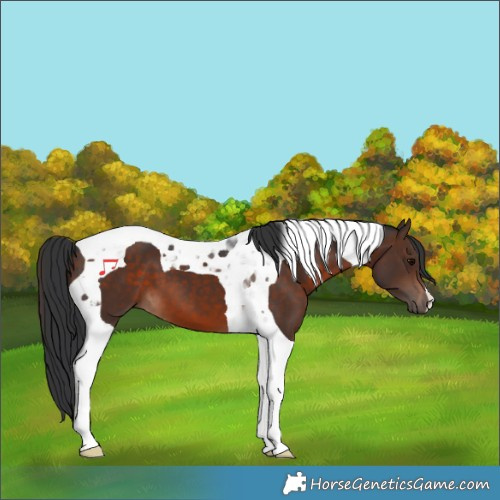 Horse Color:Brown Tobiano