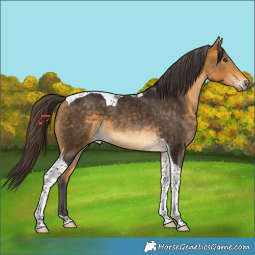 Horse Color:Buckskin Tobiano 