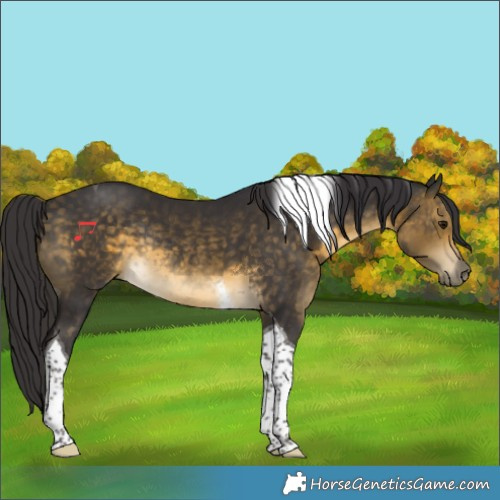 Horse Color:Buckskin Tobiano Rabicano