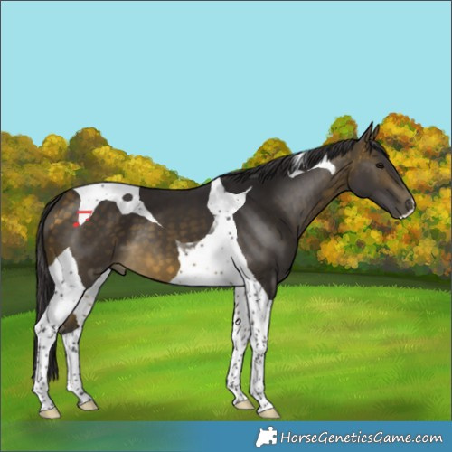 Horse Color:Buckskin Tobiano