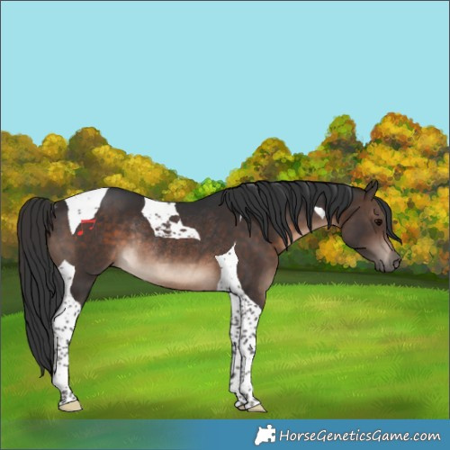 Horse Color:Brown Tobiano Rabicano