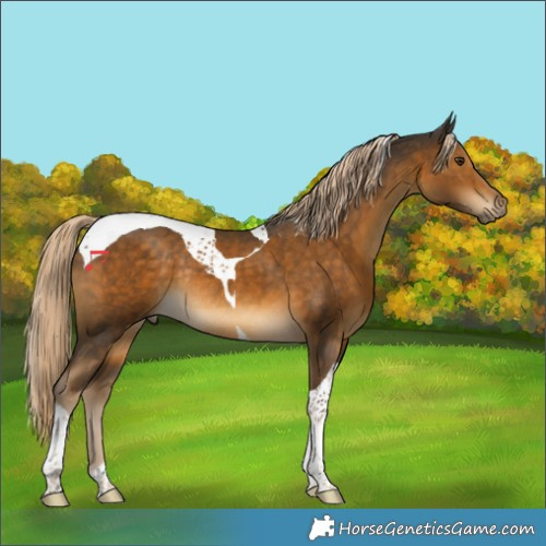 Horse Color:Chocolate Palomino Tobiano Rabicano 