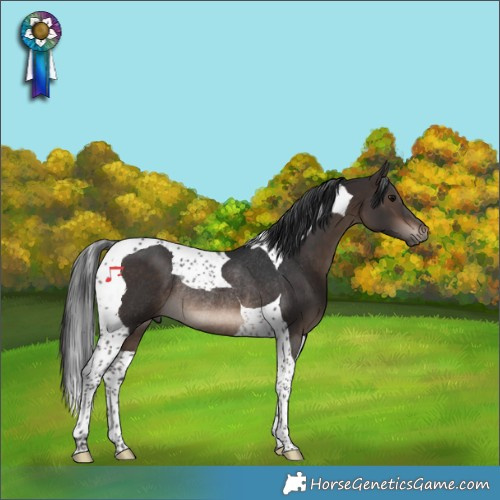Horse Color:Brown Tobiano Rabicano