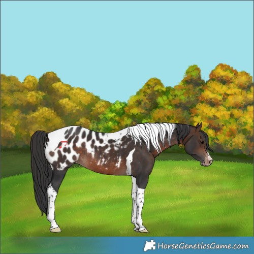 Horse Color:Bay Tobiano Appaloosa Rabicano 