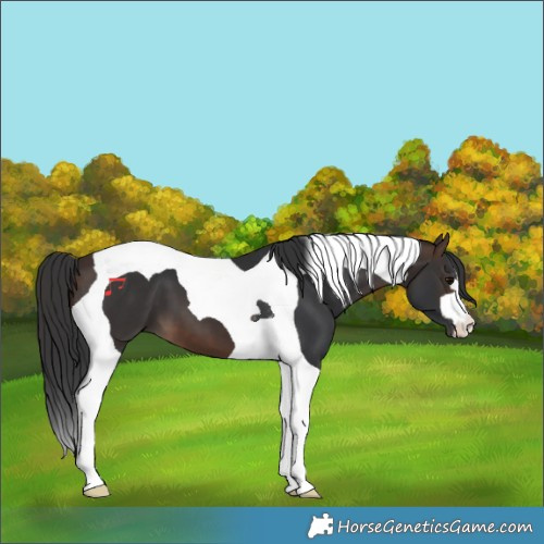 Horse Color:Bay Tobiano
