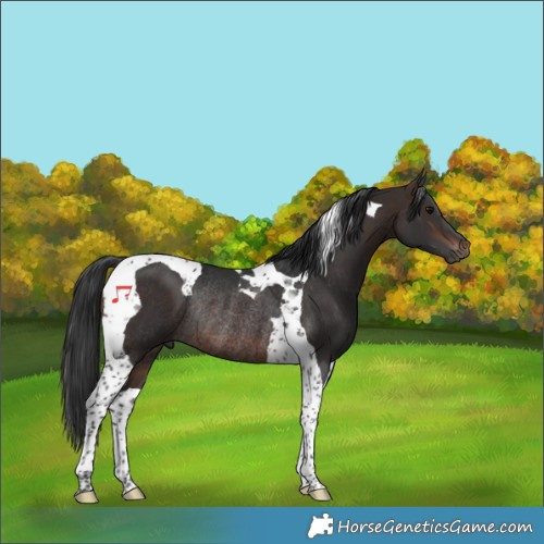 Horse Color:Brown Tobiano Rabicano 