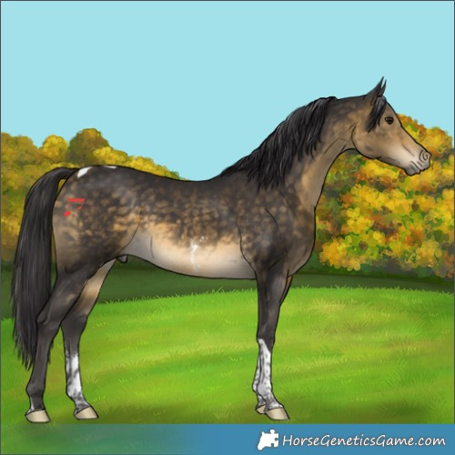 Horse Color:Buckskin Sabino Tobiano Rabicano 