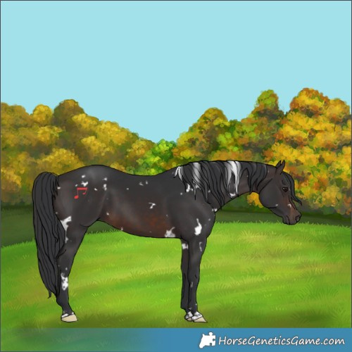 Horse Color:White Spotted Brown