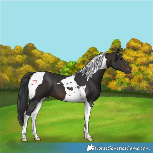 Horse Color:Brown Tobiano