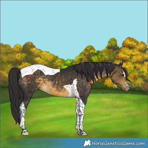 Horse Color:Buckskin Tobiano 