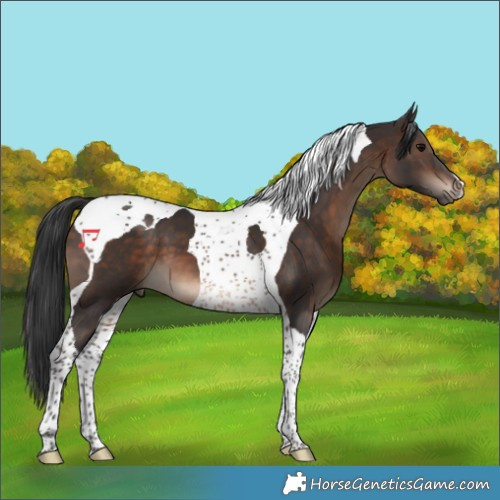 Horse Color:Brown Tobiano