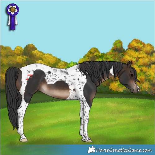 Horse Color:Bay Tobiano