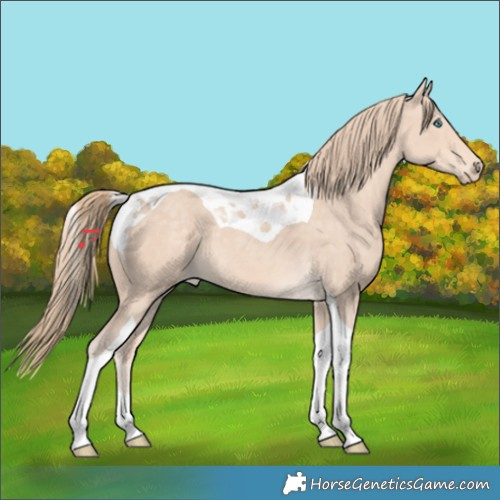 Horse Color:Perlino Tobiano 