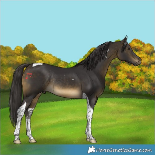 Horse Color:Buckskin Tobiano Rabicano 