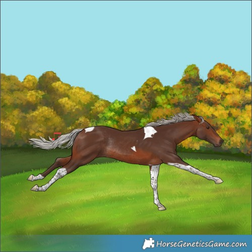 Horse Color:Silver Brown Tobiano Rabicano 