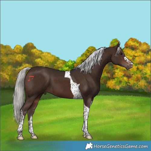 Horse Color:Silver Brown Tobiano
