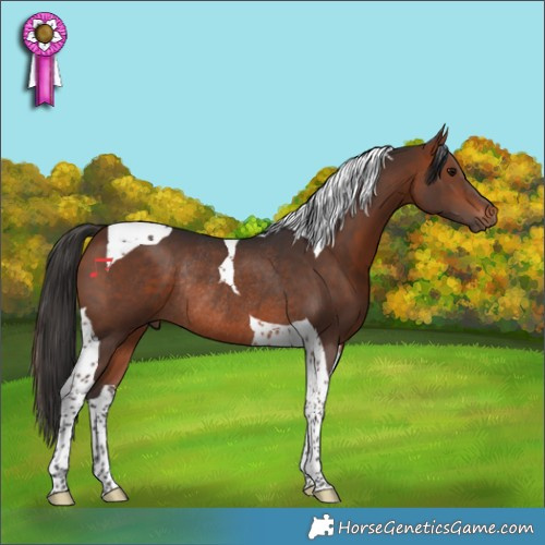 Horse Color:Bay Tobiano Rabicano 