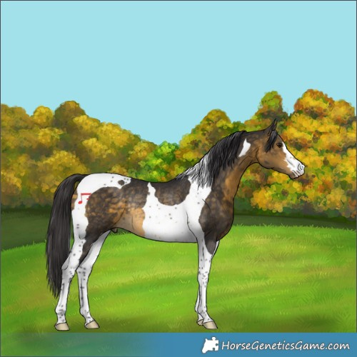Horse Color:Buckskin Tobiano Rabicano 