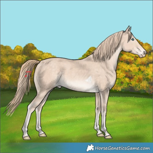 Horse Color:Perlino Tobiano Rabicano 