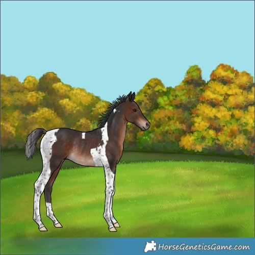 Horse Color:Bay Tobiano Rabicano 