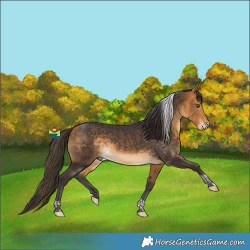 Horse Color:Buckskin Tobiano Rabicano