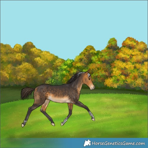 Horse Color:Buckskin Tobiano Rabicano 