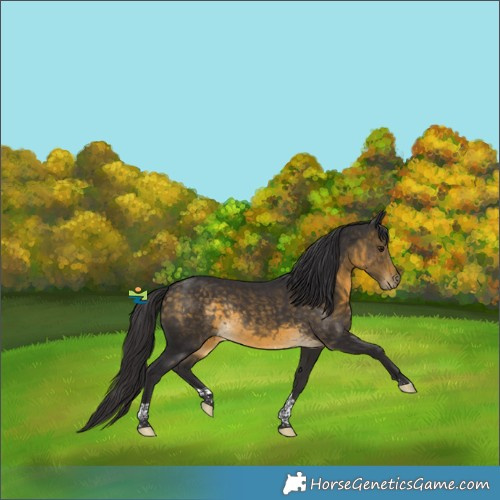 Horse Color:Buckskin Tobiano Rabicano 