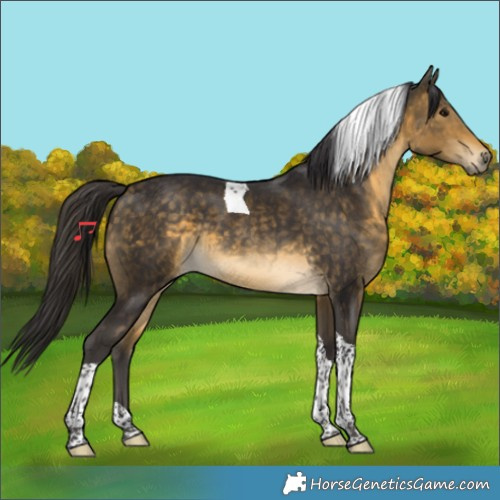 Horse Color:Buckskin Tobiano Rabicano