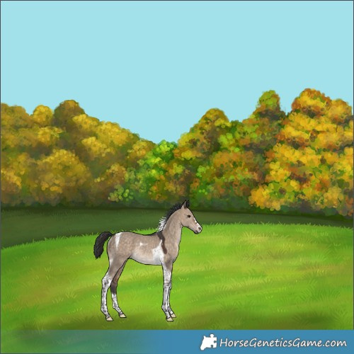 Horse Color:Bay Dun Tobiano Rabicano 