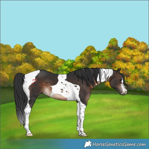 Horse Color:Brown Tobiano