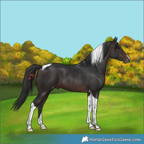 Horse Color:Bay Tobiano Appaloosa