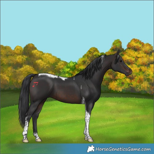Horse Color:Brown Tobiano