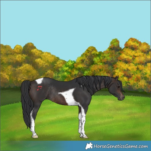 Horse Color:Brown Tobiano Rabicano