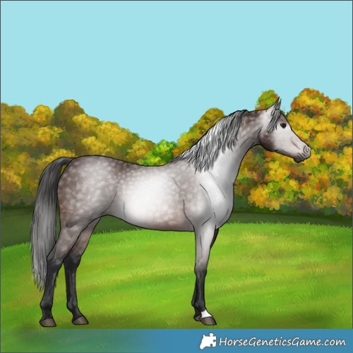 Horse Color:Gray Bay 