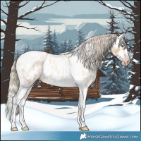 Horse Color:Gray Silver Amber Cream Champagne Roan Dun Splash Tobiano Frame Near Leopard Rabicano 