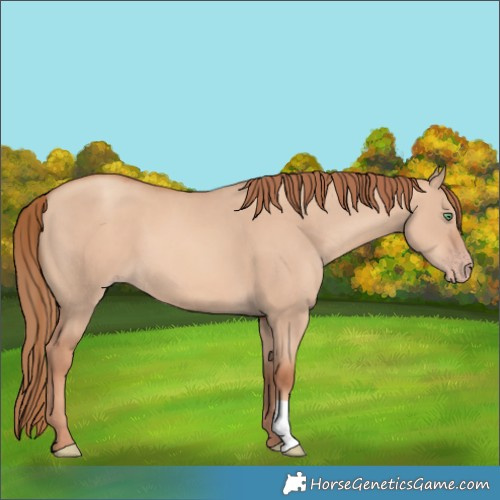 Horse Color:Gold Champagne Dun