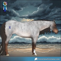 Horse Color:Liver Red Roan Rabicano 