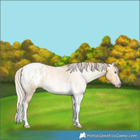 Horse Color:Gray Silver Amber Cream Champagne Roan Dun Splash Tobiano Frame Blanket Rabicano
