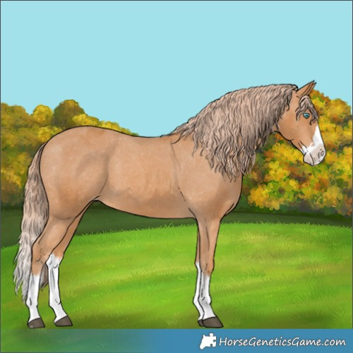 Horse Color:Chestnut Splash Appaloosa 