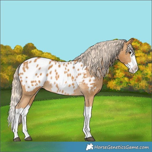 Horse Color:Palomino Splash Appaloosa 
