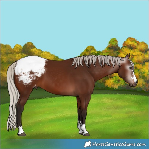 Horse Color:Gray Silver Bay Snowcap 